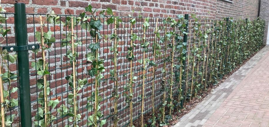 welke-hekwerken-zijn-geschikt-om-planten-in-te-laten-groeien-banner