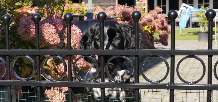 welke-tuinomheining-past-het-beste-bij-honden-banner